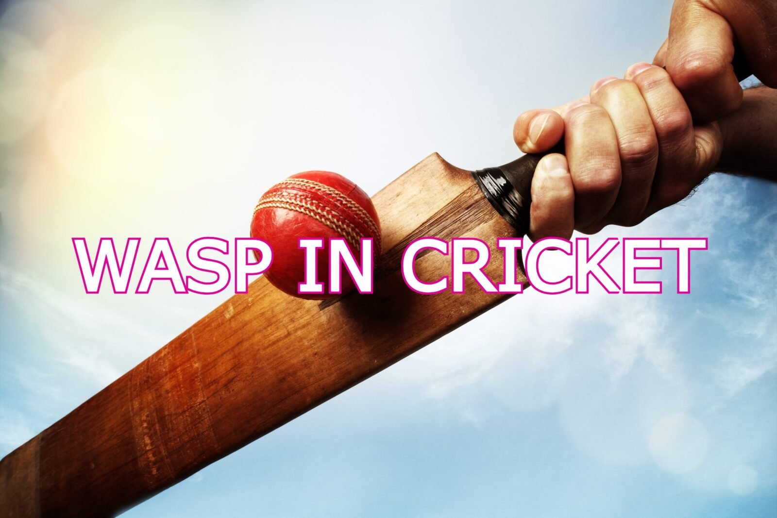 wasp in cricket