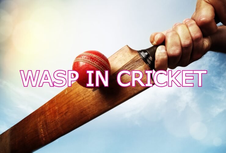 wasp in cricket
